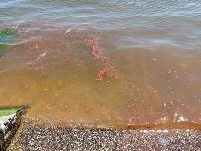 Російські загарбники роблять Азовське море мертвим