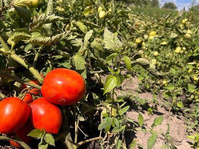 Томати: менше догляду – більше врожаю