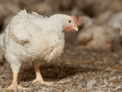 Проблеми з ногами бройлерів знижують якість м’яса