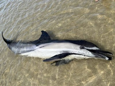 Море вперше за довгий час викинуло дельфіна на берег Миколаївщині