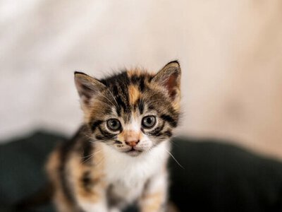 Чому коти нявкають саме для людей: що намагається сказати ваш улюбленець