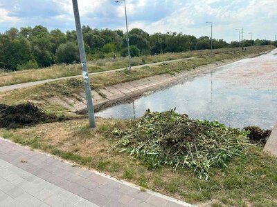У Німецькому озері впав рівень води: водна рослинність допомагає зберегти водойму