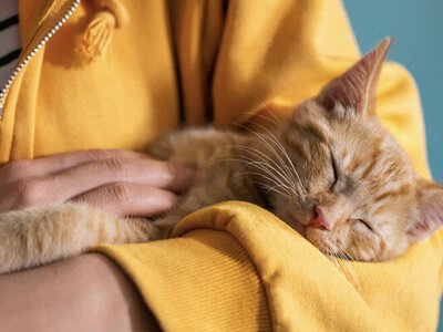 Коти можуть зменшувати стрес і впливати на серце: що з’ясували вчені