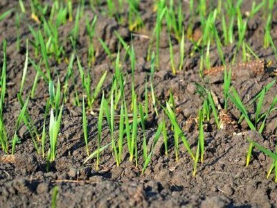 Захист рослин: розумний підхід до обробки