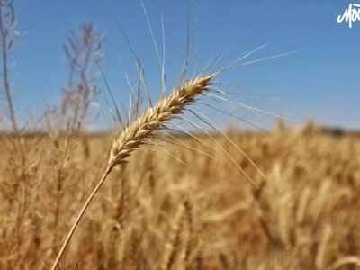 Окупанти заявили про збір понад 1,6 мільйона тонн зернових на лівобережжі Херсонщини - Херсон Daily