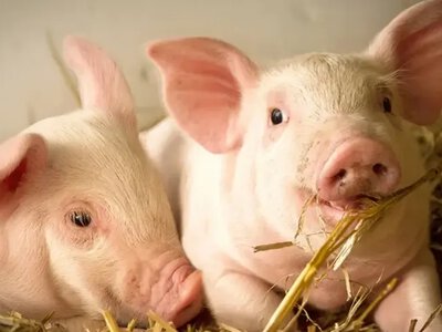 Ціни на свиней: Україна та світ