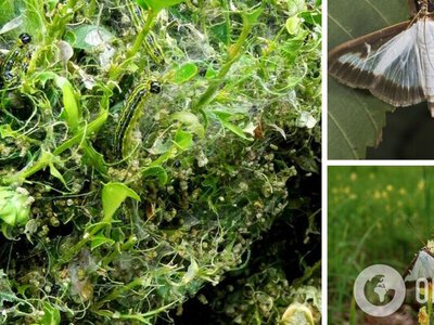 Самшитова міль нищить кущі на очах: допоможуть два продукти з кухні