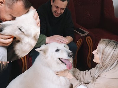 Вісім років допомагала людям: у Рівному померла собака-каністерапевтка Альба