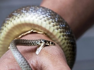 Дитину вкусила змія на Київщині: як вчасно реагувати на укус