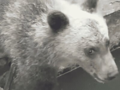 Випускати небезпечно: у «Синевирі» рятують ведмежат Рому та Аню 