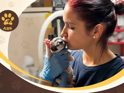Діти врятували цуценят, яких намагалися втопити на Харківщині (відео)