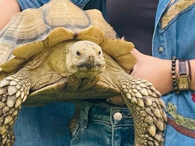 Черепаха втекла з дому і здивувала всіх: як Моллі подолала 20 кілометрів