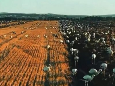 «Волинські агрономи»: поле заполонили сотні лелек (ВІДЕО)