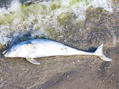 На узбережжі Чорного моря в Миколаївській та Одеській областях знову виявили мертвих дельфінів