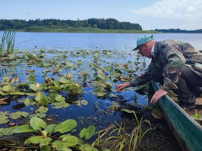 Нові місця зростання червонокнижних рослин виявили у нацпарку Рівненщини