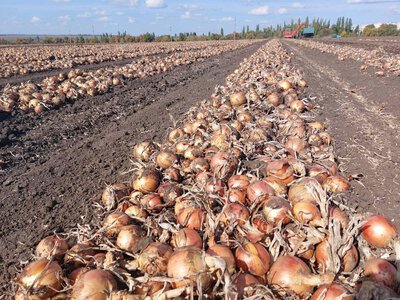 Прогнозований прибуток: як перетворити вирощування цибулі на систему
