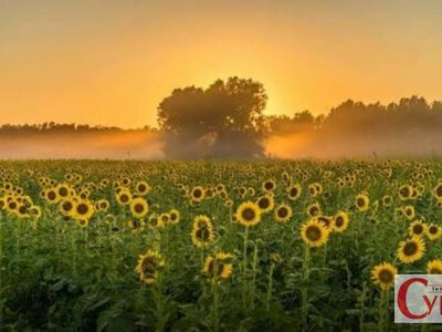 Лише один день без опадів: прогноз для Житомира та області на тиждень