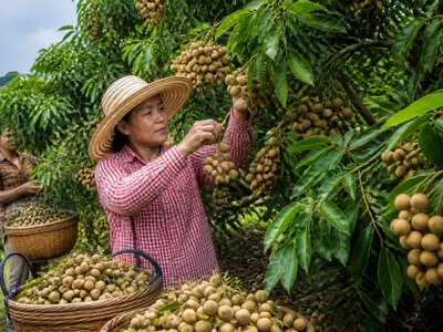 У Маоміні в Китаї врожай лонгану зріс приблизно на 15%