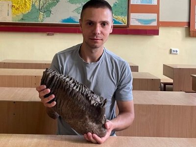 35 сантиметрів і 7,4 кг: на Львівщині у річці випадково знайшли зуб мамонта