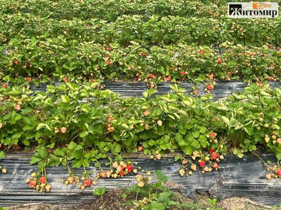 Біля заказника на Житомирщині перевіряють землі ягідного підприємства: суд дозволив огляд майже 29 га