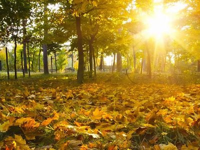 Осінь буде зовсім не такою, як ми звикли: синоптики здивували прогнозом