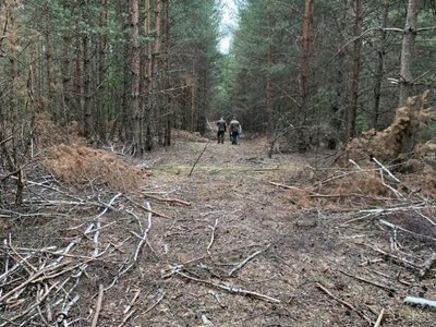 На Рівненщині виявили майже 850 зрубаних дерев: збитки оцінюють у понад 2,7 млн грн