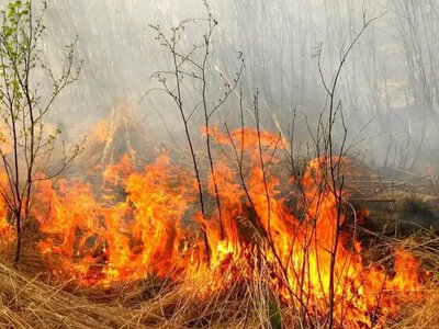 Палії сухої трави на Рівненщині спричинили 179 пожеж від початку серпня