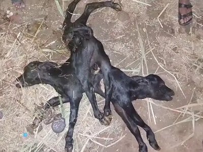 В Індії народилося теля з двома головами та вісьмома ногами