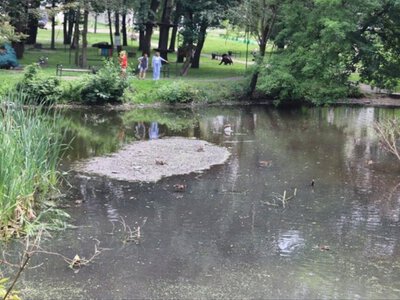 Держекоінспекція зафіксувала критичне зниження рівня кисню у річці Охтирка