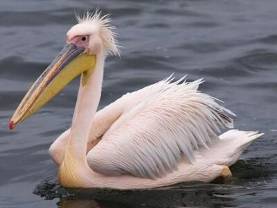 На берег Каховського водосховища вперше за 150 років повернулись рожеві пелікани – дронів не бояться (ФОТО, ВІДЕО)