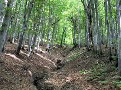  На дні Каховського водосховища народжується новий ліс: як природа відновлює Великий Луг 