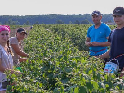 Замість картоплі: як родина з Волині п’ятий рік вирощує малину
