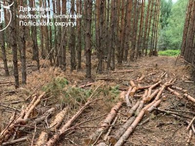 У Полицькій громаді незаконно зрубали 849 дерев: збитки понад 2,7 мільйона гривень