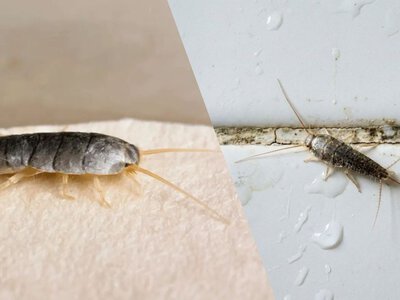 Як відлякати чешуйниць з дому: вони непереносять один запах