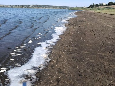 На Хаджибейському лимані зафіксовано масовий замор піленгаса