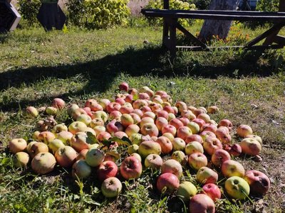 Безкоштовні яблука на Чернігівщині: роздають урожай