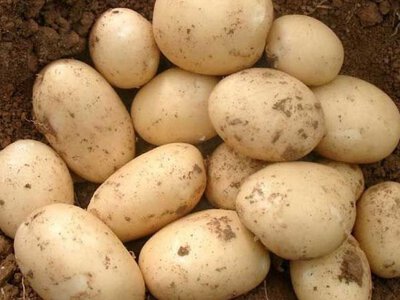 Європа скорочує посіви насіннєвої картоплі