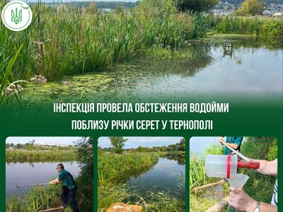 У Тернополі через аварію на колекторі сталася масова загибель риби