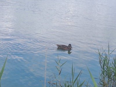 У Калуші встановили можливі причини масової загибелі риби та качок у міському озері