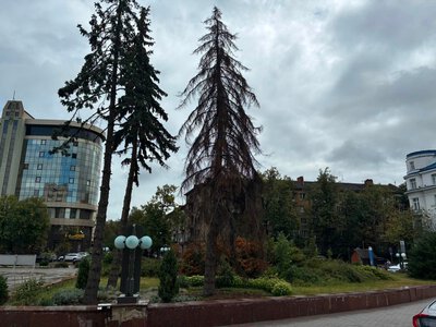 У Франківську видалять шість сухих дерев: восени на їхньому місці висадять нові