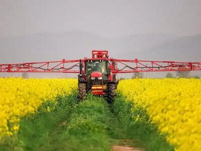 Увага пасічникам: у громаді на Рівненщині оброблятимуть поля хімпрепаратами