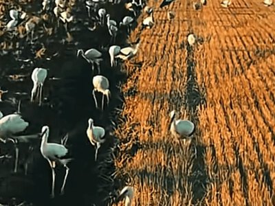 Лелечий «бенкет»: сотні птахів оточили комбайн під час жнив на Прикарпатті. ВІДЕО