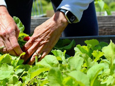 Городники назвали овочі, які ще не пізно посіяти наприкінці літа
