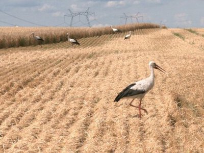 Новий урожай України: скільки зерна вже зібрали аграрії