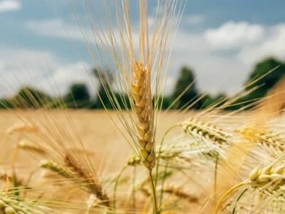 Українські аграрії зібрали 30,8 млн тонн зерна