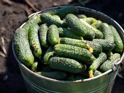 Спека шкодить томатам на Вінниччині