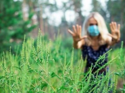 У Києві посилили боротьбу з амброзією: комунальники обстежують території та знищують осередки рослини