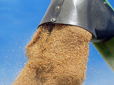Пшениця дорожчає майже до максимуму за 3 роки: що відбувається на ринку