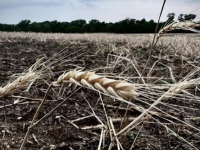 Компенсації за втрати врожаю: нова програма для аграріїв