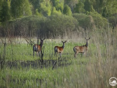 У Чорнобильському заповіднику олені готуються до осіннього гону